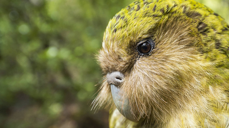 Tiergespräch · DRadio Wissen